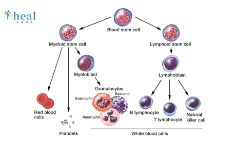 Engineering Immunity: The Science Behind CAR T-Cell Customization